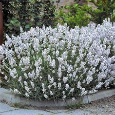 edelweiss__lavendel__hvide_blomster__lavandula__angustifolia__
