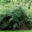 Bambus Træer-Buske