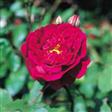 Historiske roser Roser 