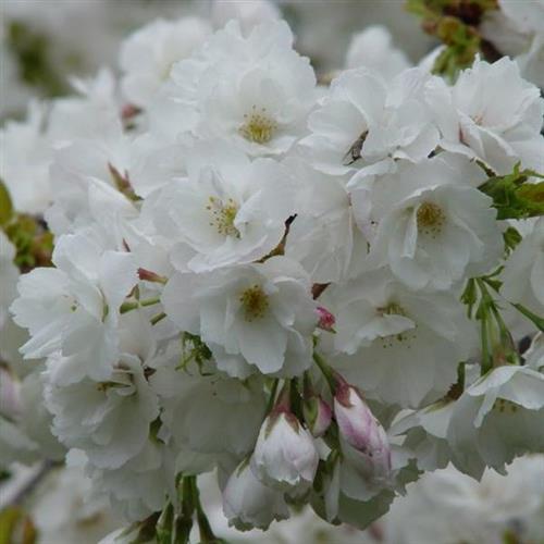 japansk_kirsebær__shirotae__prunus_serrulata_shirotae__vaseformet__haveplanter_allétræer_