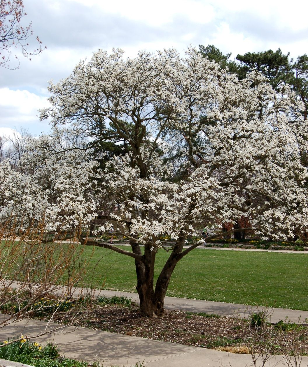 Stellata. Hvid. Magnolia. Priser fra kr. - planteskoler.dk